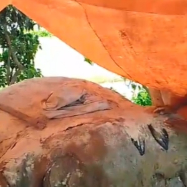 কালিহাতীতে কুরবানীর চামড়া সংগ্রহে ব্যস্ততা, ন্যায্যমূল্য নিয়ে শঙ্কা
