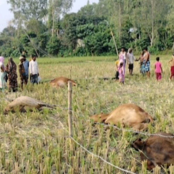 কালিহাতীতে বিদ্যুৎ খুঁটির সংস্পর্শে ৫ গরুর মৃত্যু