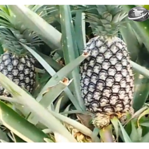 মধুপুরের আনারসে ভরসা কৃষকের, বাড়ছে অর্থন