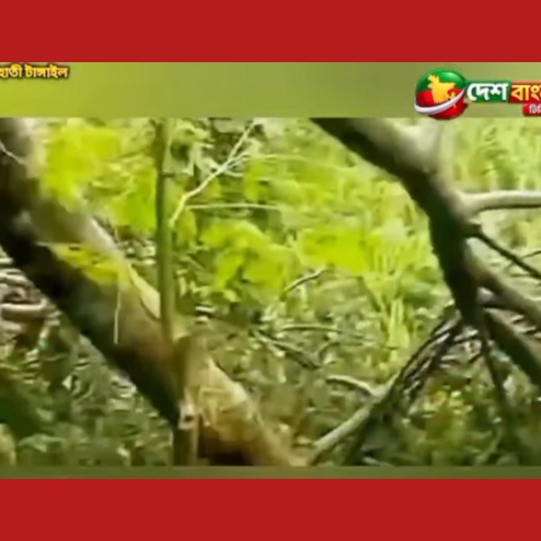 কালিহাতীর কস্তুরী পাড়ায় ভয়াবহ ঝড়ের তাণ্ড