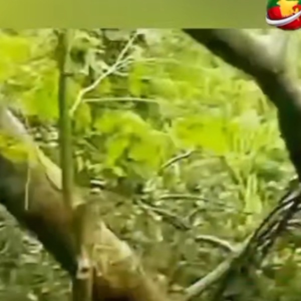 কালিহাতীর কস্তুরী পাড়ায় ভয়াবহ ঝড়ের তাণ্ডব, দোকানপাট বিধ্বস্ত, সড়ক যোগাযোগ বন্ধ