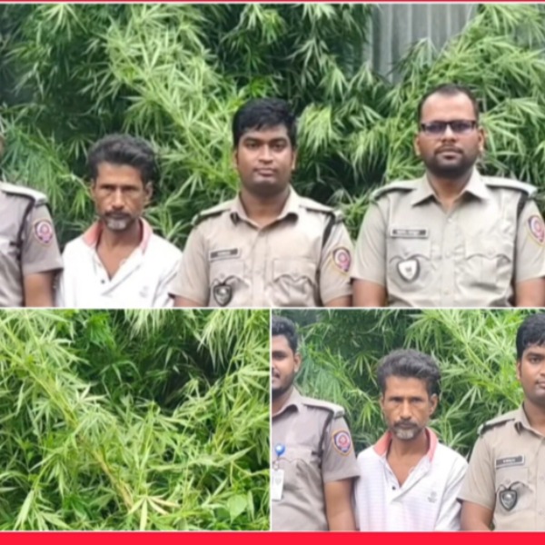পাটক্ষেতের আড়ালে গাঁজা চাষ, ভূঞাপুরে আটক ১...