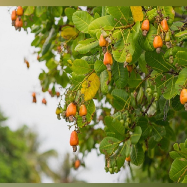 মধুপুরের লাল মাটিতে কাজুবাদামের স্বপ্ন, বদলে যাচ্ছ...