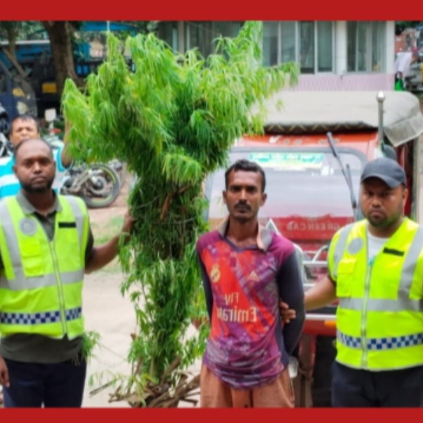 ঝিনাইদহে বেগুন ক্ষেতে গাঁজার চাষ, ৭টি গাছসহ আটক ১...