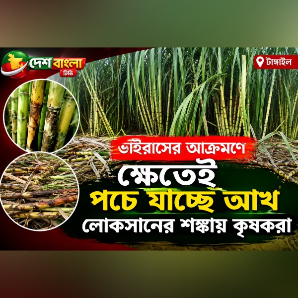টাঙ্গাইলে ভাইরাসের আক্রমনে ক্ষেতেই পচে যাচ্ছে আখ ল...