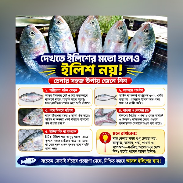 দেখতে ইলিশের মতো হলেও ইলিশ নয় চেনার সহজ 
