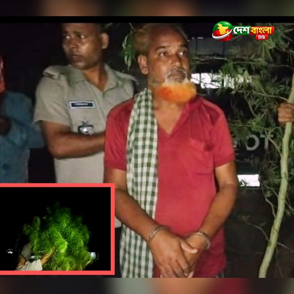 জয়পুরহাটের কালাইয়ে গোসলখানার পাশে ১২ ফুট গাঁজা গাছ...
