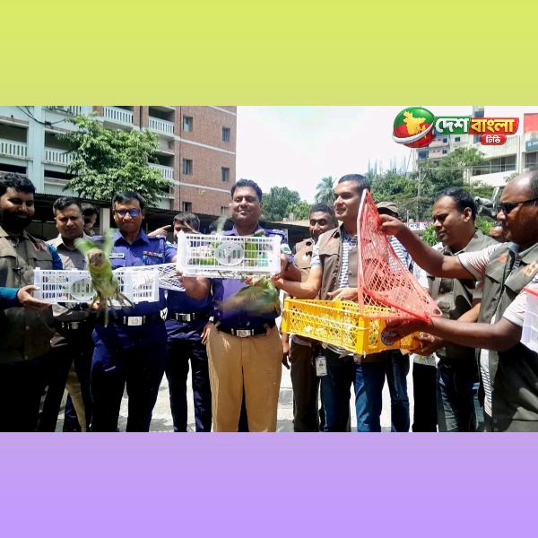 বগুড়ায় বাসের সাইড বক্সে মিলল ১০৩ টিয়া পাখি