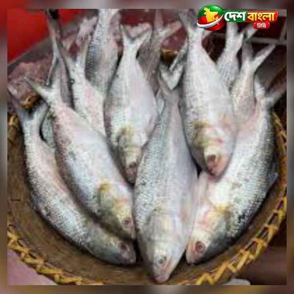 ভারত থেকে ইলিশ আমদানির ১০৩ অনাপত্তি সনদ 