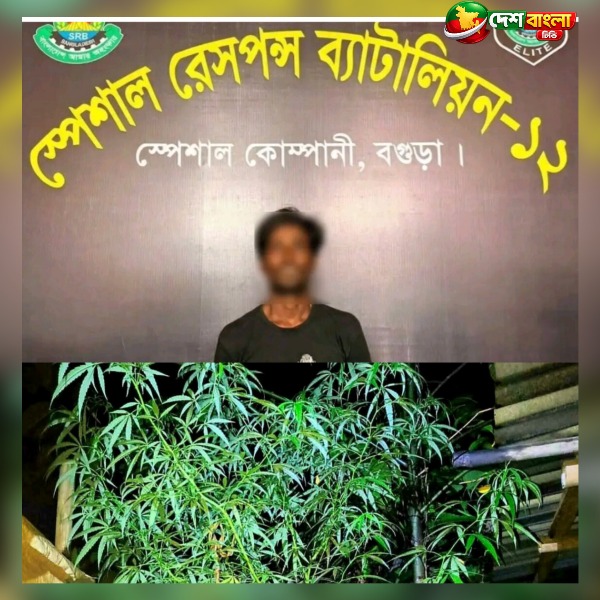 বগুড়ার দুপচাঁচিয়ায় গাঁজার গাছসহ যুবক আটক