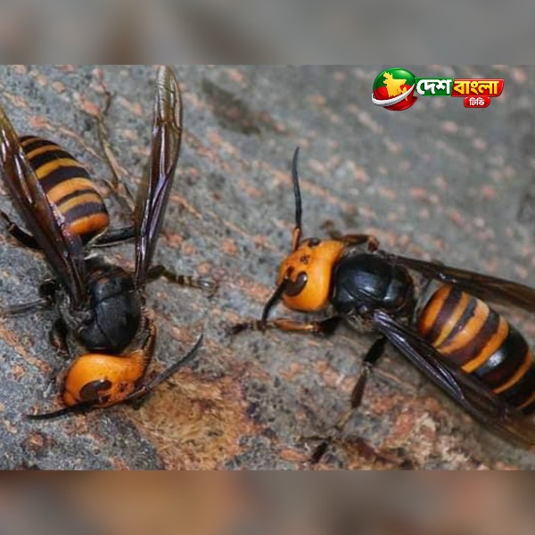 ফুলবাড়িয়ায় ভিমরুলের হামলায় নানি-নাতনির ম