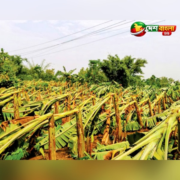 মধুপুরে আকস্মিক ঘূর্ণিঝড়ে পেঁপে-কলাবাগানের ব্যাপক ...