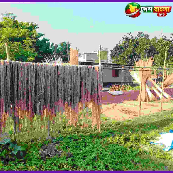 আলমডাঙ্গায় কৃষকের ১০ কাঠা জমির পাট চুরি, ক্ষতি ২৫ হাজার টাকা